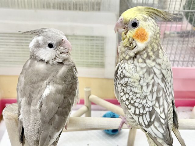 【🆙最新画像あり‼️】キレイなパール模様🫧✨ オカメインコ(シナモンパール) オカメインコ