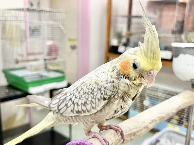 【🆙最新画像あり‼️】キレイなパール模様🫧✨ オカメインコ(シナモンパール) オカメインコ