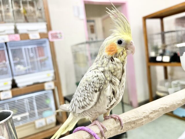【🆙最新画像あり‼️】キレイなパール模様🫧✨ オカメインコ(シナモンパール) オカメインコ
