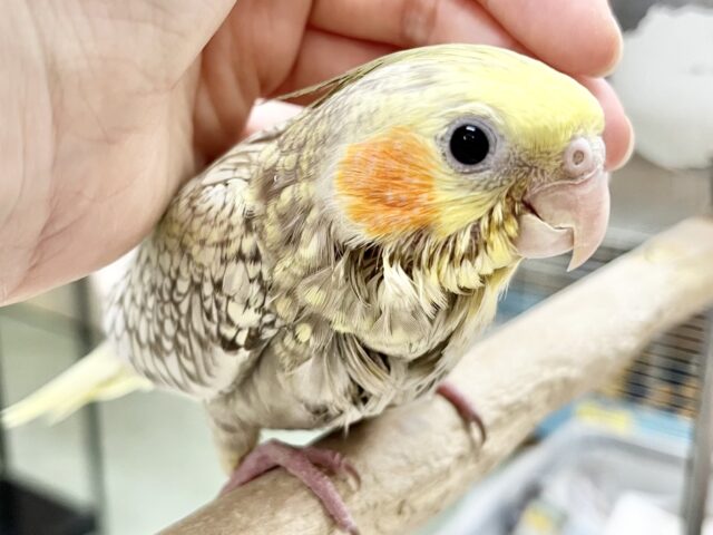【🆙最新画像あり‼️】キレイなパール模様🫧✨ オカメインコ(シナモンパール) オカメインコ