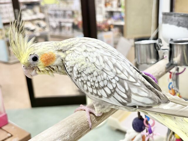 【🆙最新画像あり‼️】キレイなパール模様🫧✨ オカメインコ(シナモンパール) オカメインコ