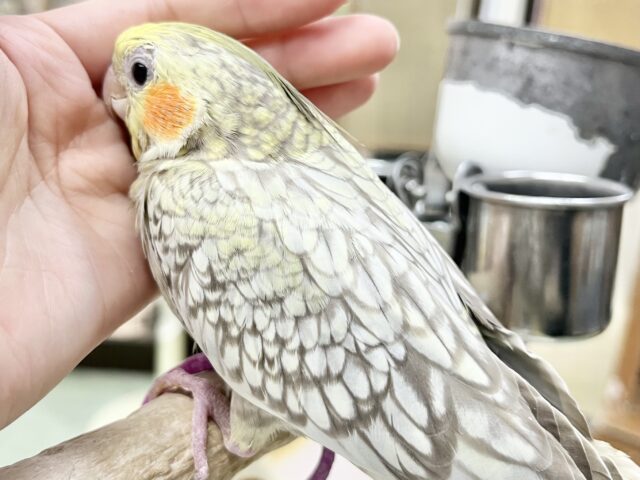 【🆙最新画像あり‼️】キレイなパール模様🫧✨ オカメインコ(シナモンパール) オカメインコ