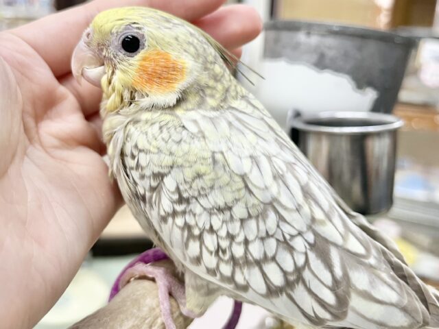 【🆙最新画像あり‼️】キレイなパール模様🫧✨ オカメインコ(シナモンパール) オカメインコ