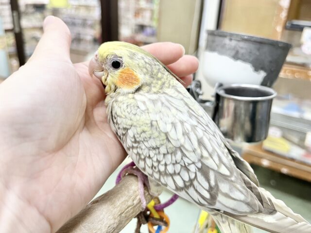 【🆙最新画像あり‼️】キレイなパール模様🫧✨ オカメインコ(シナモンパール) オカメインコ