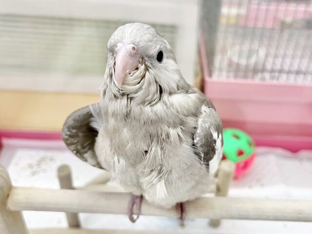 オカメインコ