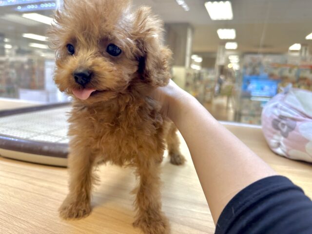 天真爛漫✩.⋆トイプードル男の子 トイプードル