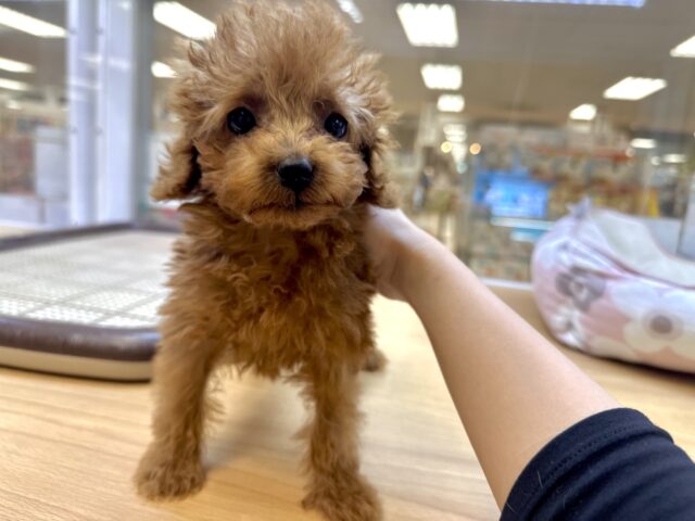 天真爛漫✩.⋆トイプードル男の子 トイプードル