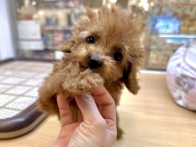 天真爛漫✩.⋆トイプードル男の子 トイプードル