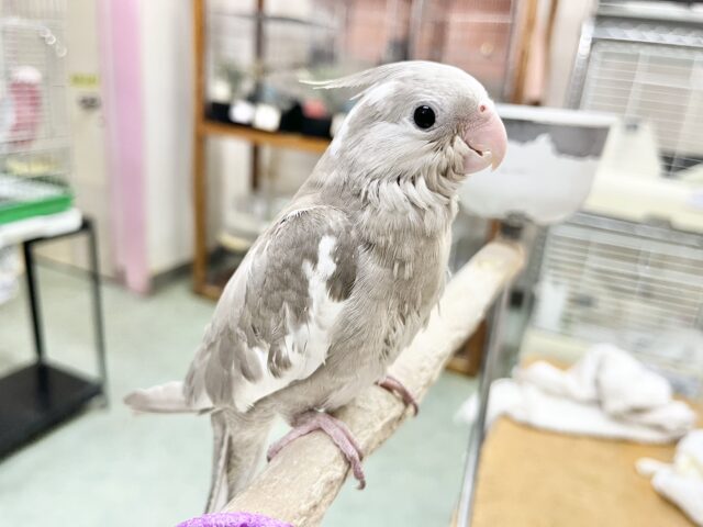 【🆙最新画像あり‼️】優しい瞳です🥰 オカメインコ(ホワイトフェイスシナモン) オカメインコ