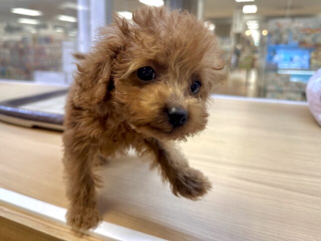 天真爛漫✩.⋆トイプードル男の子 トイプードル