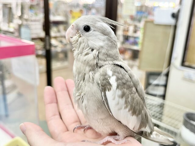 【🆙最新画像あり‼️】優しい瞳です🥰 オカメインコ(ホワイトフェイスシナモン) オカメインコ