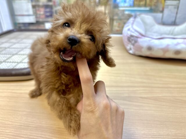 天真爛漫✩.⋆トイプードル男の子 トイプードル