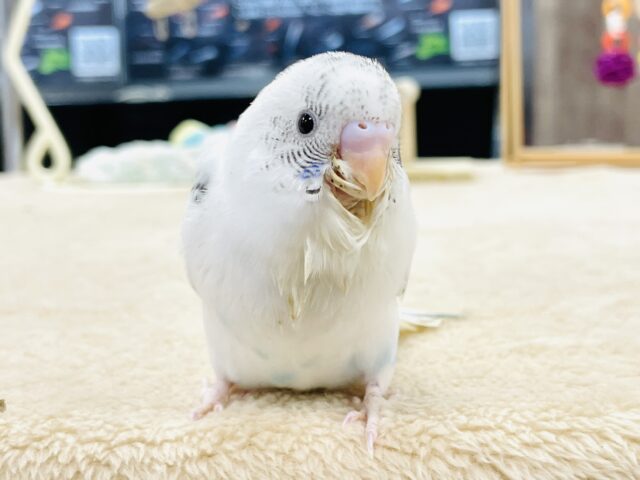 セキセイインコ