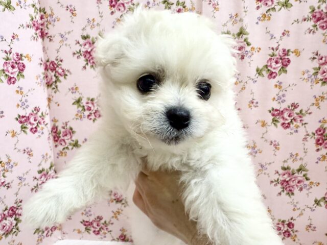 ハーフ犬(ペキニーズ✖️ビションフリーゼ)女の子♪ふわもこシュークリーム☁️ ペキビション