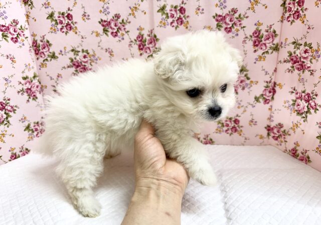 ハーフ犬(ペキニーズ✖️ビションフリーゼ)女の子♪ふわもこシュークリーム☁️ ペキビション
