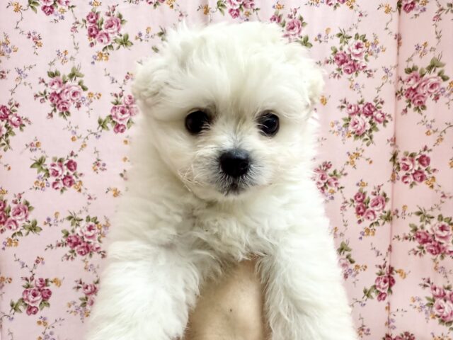 ハーフ犬(ペキニーズ✖️ビションフリーゼ)女の子♪ふわもこシュークリーム☁️ ペキビション