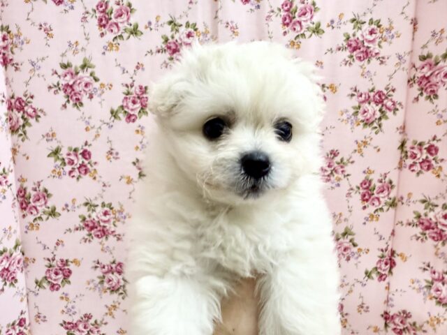 ハーフ犬(ペキニーズ✖️ビションフリーゼ)女の子♪ふわもこシュークリーム☁️ ペキビション