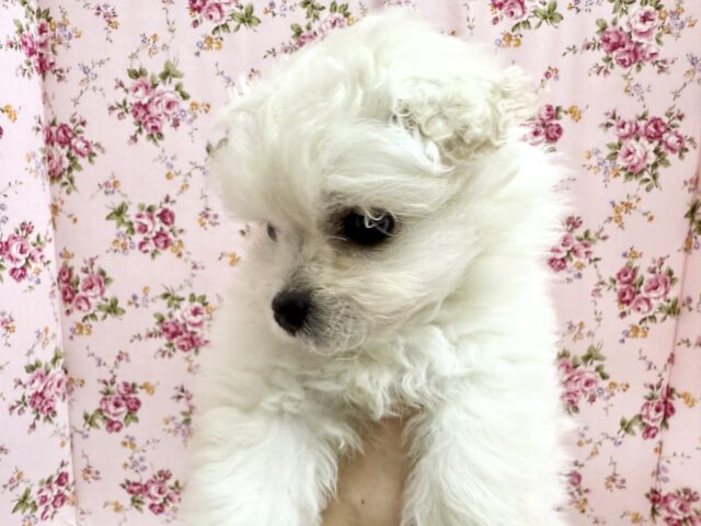 ハーフ犬(ペキニーズ✖️ビションフリーゼ)女の子♪ふわもこシュークリーム☁️ ペキビション