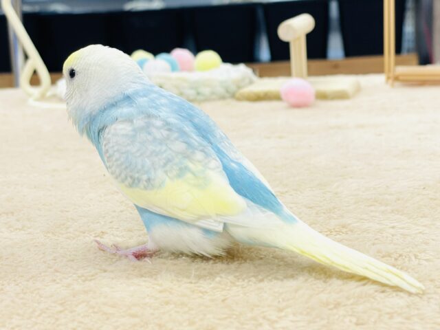 セキセイインコ
