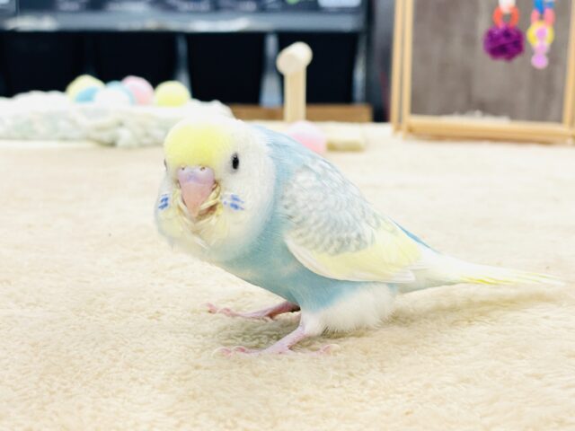 セキセイインコ