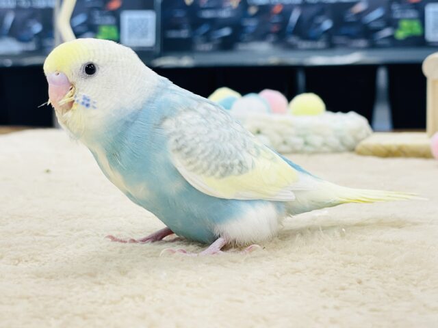 セキセイインコ