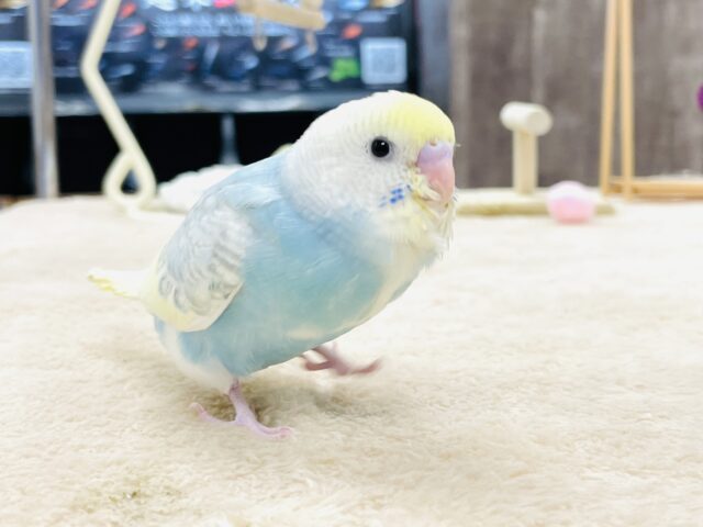 セキセイインコ