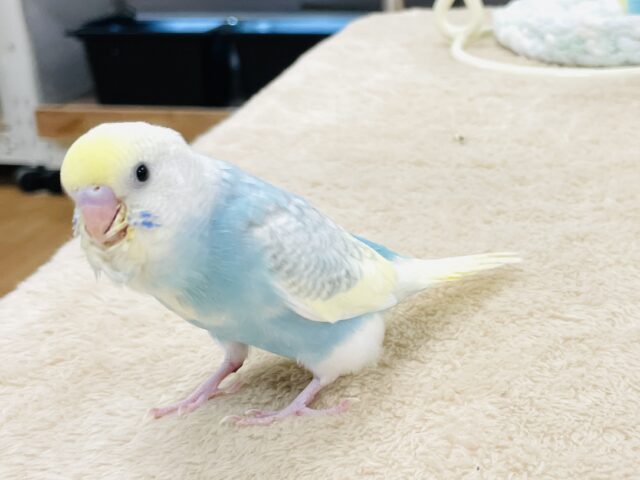 セキセイインコ