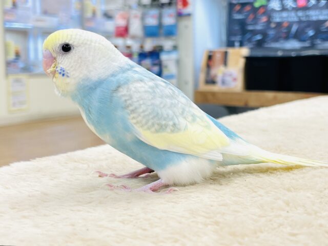 セキセイインコ