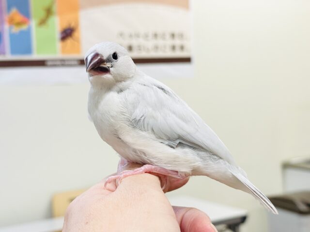シルバー文鳥