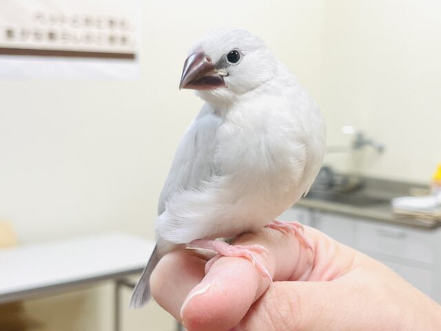 シルバー文鳥