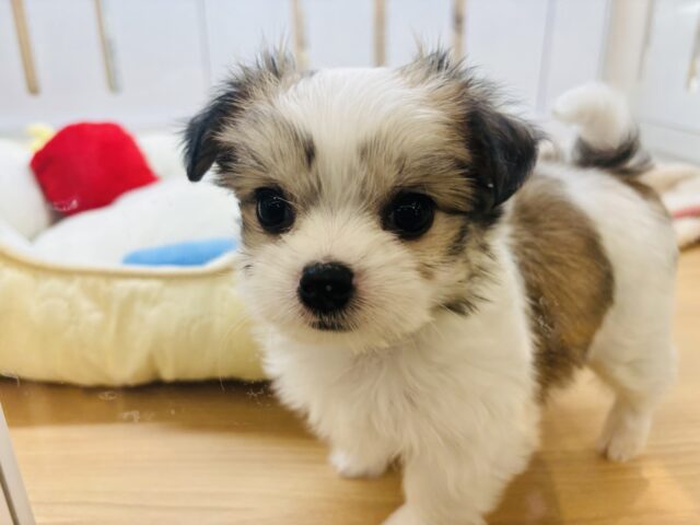 チワマル（マルチワ）