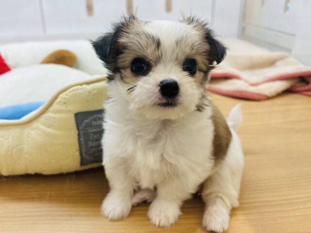 チワマル（マルチワ）