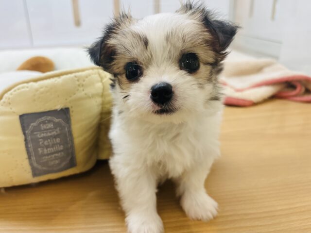 チワマル（マルチワ）