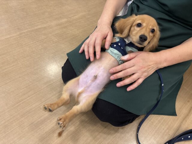 ミニチュアダックス