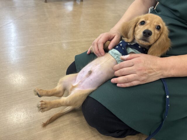 ミニチュアダックス