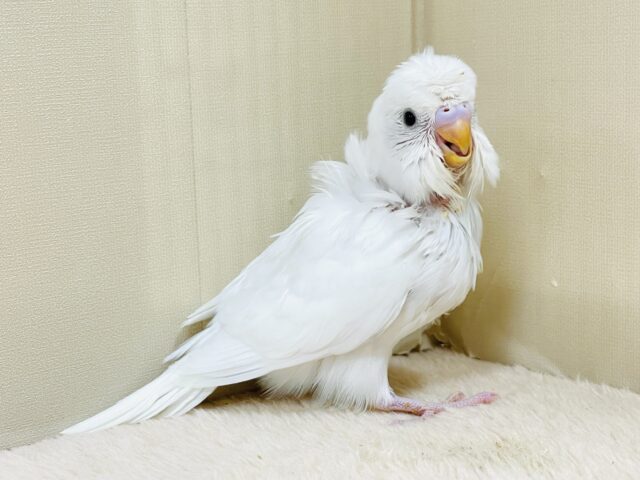 お花咲いたよ〜セキセイインコ(ダブルファクター)ヒナ 梵天セキセイインコ
