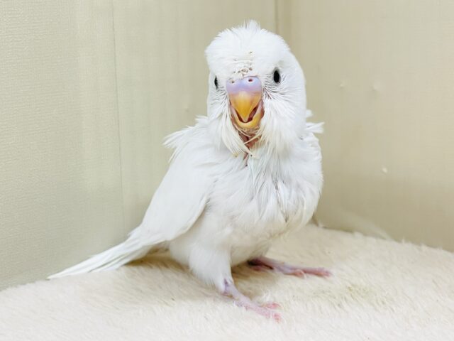 お花咲いたよ〜セキセイインコ(ダブルファクター)ヒナ 梵天セキセイインコ