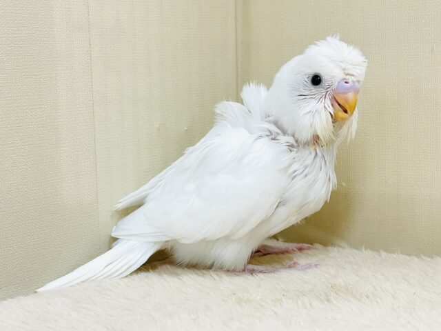お花咲いたよ〜セキセイインコ(ダブルファクター)ヒナ 梵天セキセイインコ