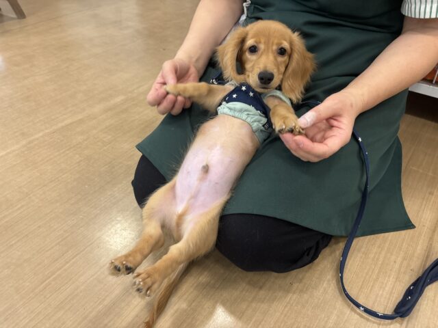 ミニチュアダックス