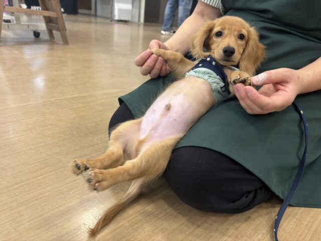 ミニチュアダックス