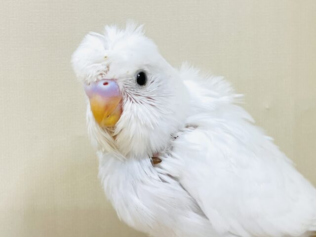 お花咲いたよ〜セキセイインコ(ダブルファクター)ヒナ 梵天セキセイインコ