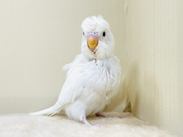 お花咲いたよ〜セキセイインコ(ダブルファクター)ヒナ 梵天セキセイインコ