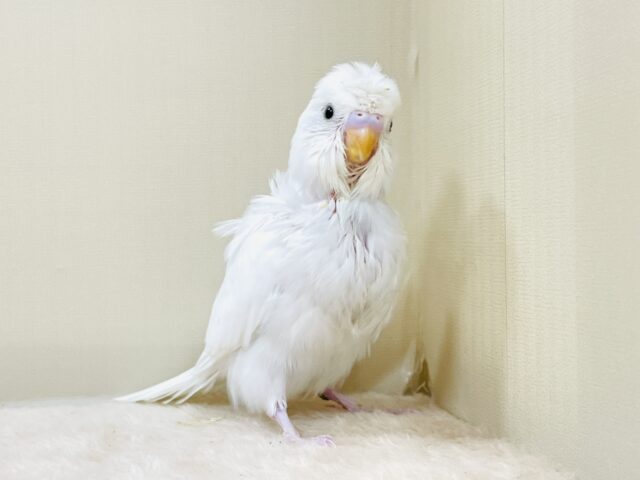 お花咲いたよ〜セキセイインコ(ダブルファクター)ヒナ 梵天セキセイインコ