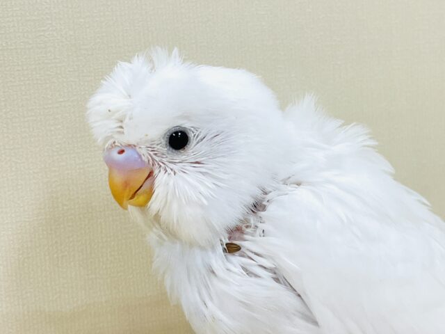 お花咲いたよ〜セキセイインコ(ダブルファクター)ヒナ 梵天セキセイインコ