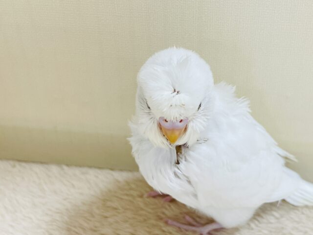 お花咲いたよ〜セキセイインコ(ダブルファクター)ヒナ 梵天セキセイインコ