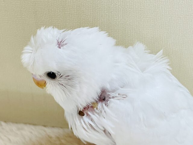 お花咲いたよ〜セキセイインコ(ダブルファクター)ヒナ 梵天セキセイインコ
