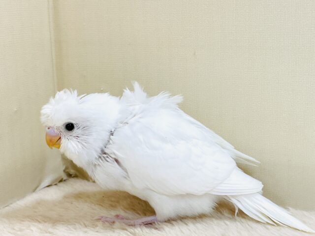 お花咲いたよ〜セキセイインコ(ダブルファクター)ヒナ 梵天セキセイインコ