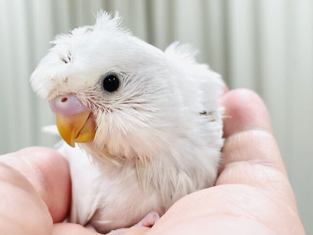 お花咲いたよ〜セキセイインコ(ダブルファクター)ヒナ 梵天セキセイインコ