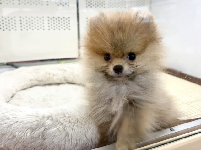 最新画像📸ポメラニアン(オレンジ)男の子♫ちみっこ毛玉ちゃん💕 ポメラニアン