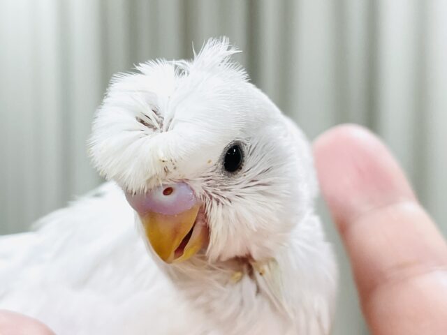 お花咲いたよ〜セキセイインコ(ダブルファクター)ヒナ 梵天セキセイインコ